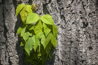 Poison Ivy Removal in Burlington County, NJ