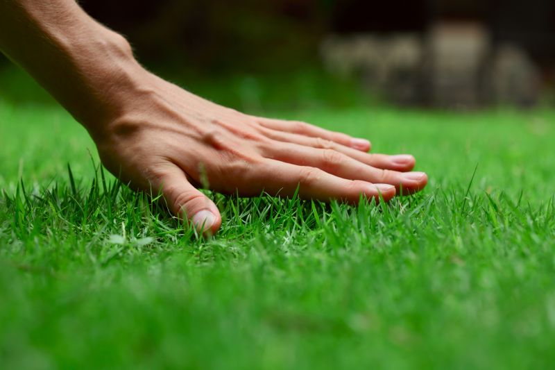 Healthy Lawn Growth