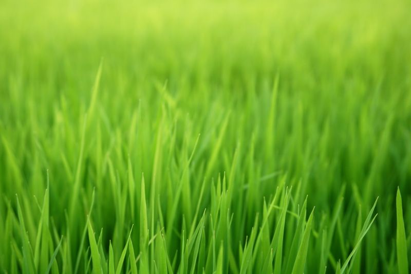 Spring Grass Seeding in Ventura County, CA